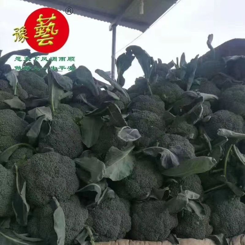 康千万三号西兰花种子耐寒青菜花种子耐寒秋播西蓝花种子