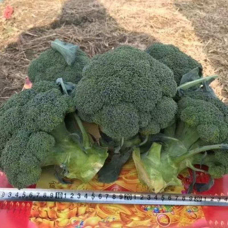 康千万三号西兰花种子耐寒青菜花种子耐寒秋播西蓝花种子