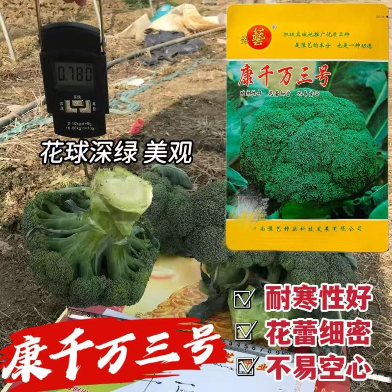 康千万三号西兰花种子耐寒青菜花种子耐寒秋播西蓝花种子