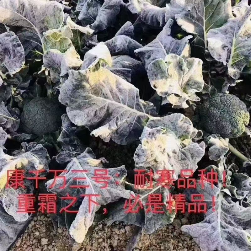康千万三号西兰花种子耐寒青菜花种子耐寒秋播西蓝花种子