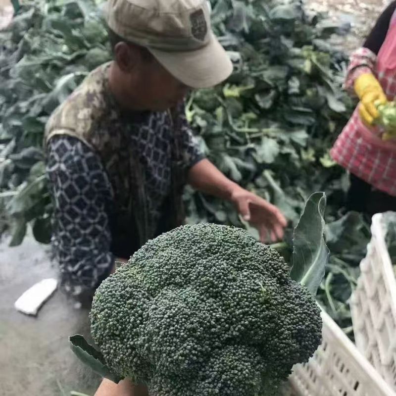 康千万三号西兰花种子耐寒青菜花种子耐寒秋播西蓝花种子