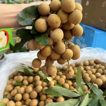石硖龙眼，皮薄，肉厚爽脆清甜