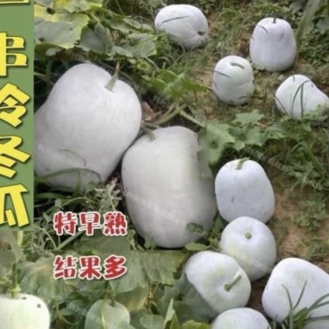 自己家种的小冬瓜大量出售