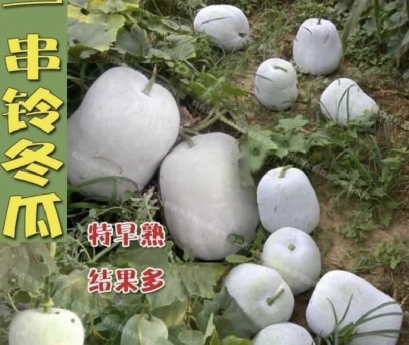 自己家种的小冬瓜大量出售