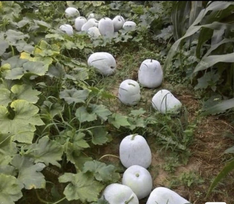 自己家种的小冬瓜大量出售