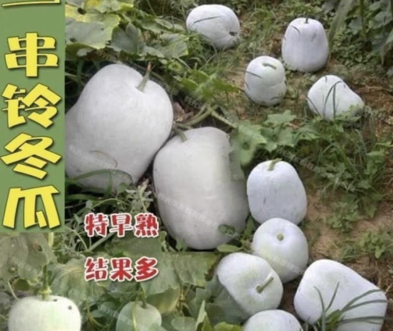 自己家种的小冬瓜大量出售