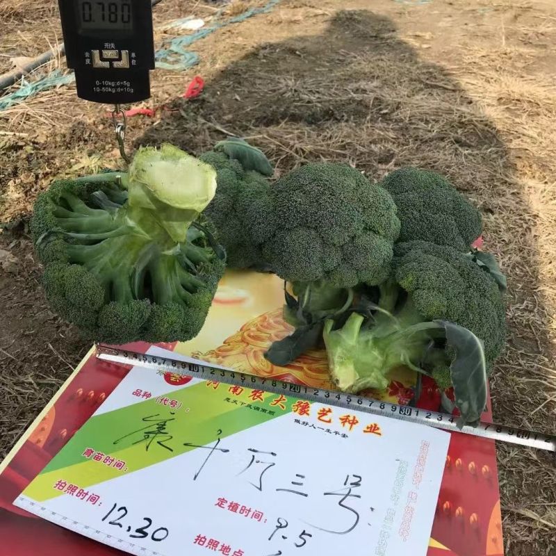 康千万三号西兰花种子耐寒青菜花种子耐寒秋播西蓝花种子