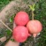 软籽石榴大量有货保质保量售后无忧