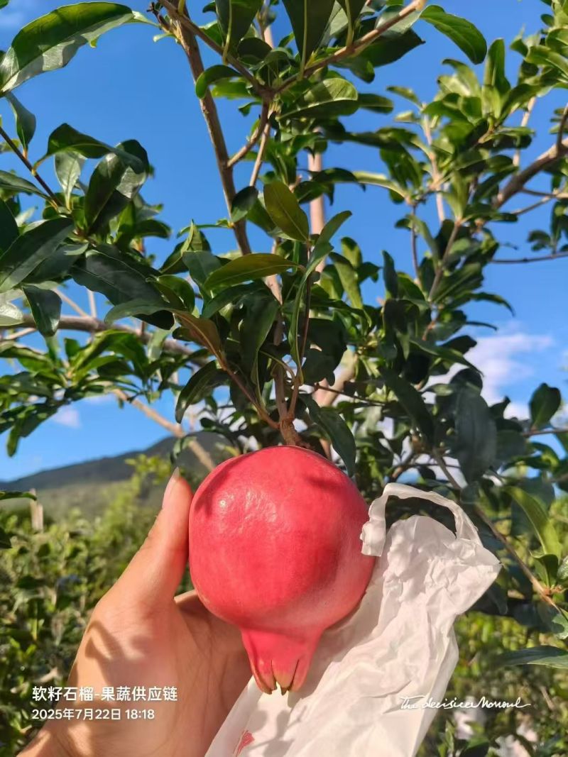 软籽石榴大量有货保质保量售后无忧