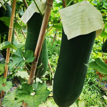 大量冬瓜，有要联系
