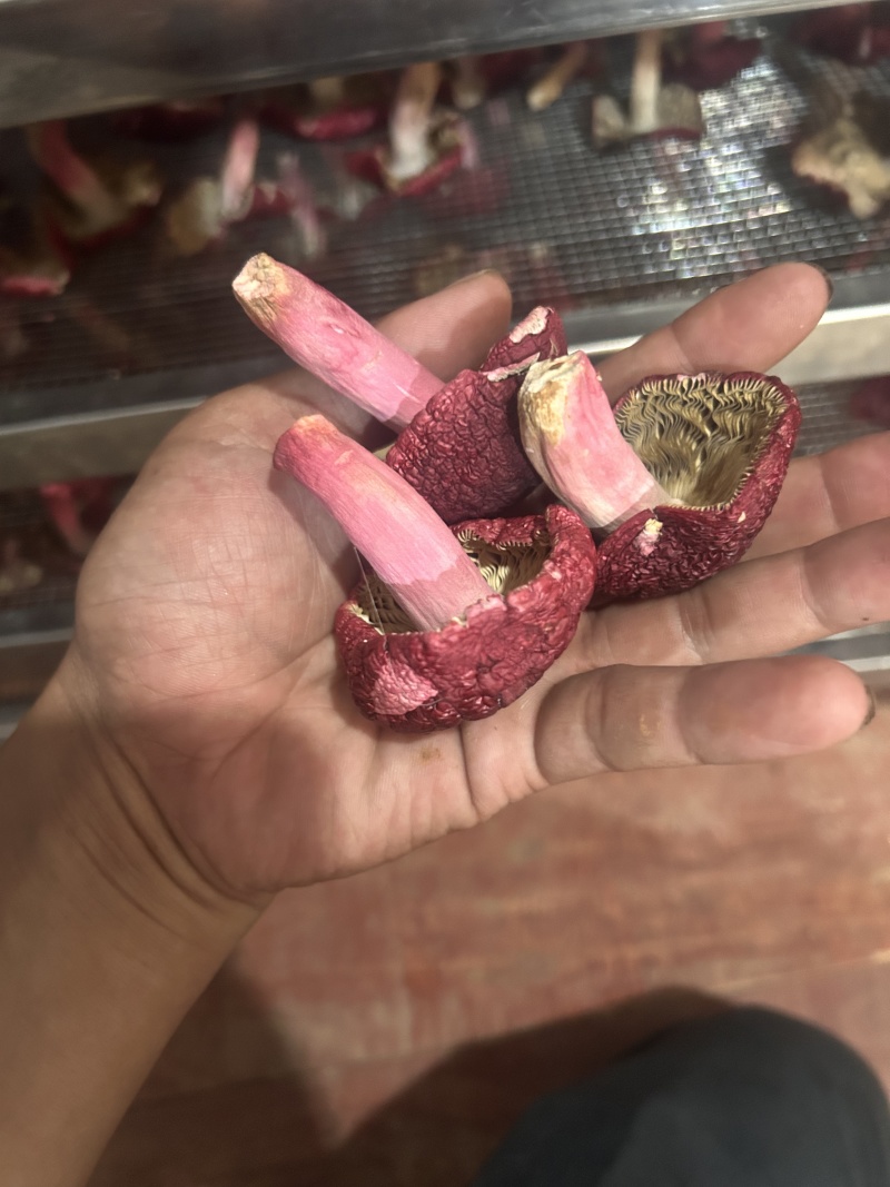 免洗红菇