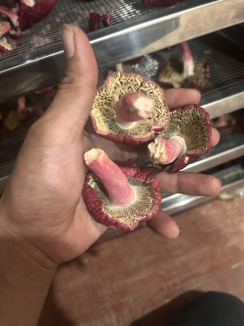 免洗红菇