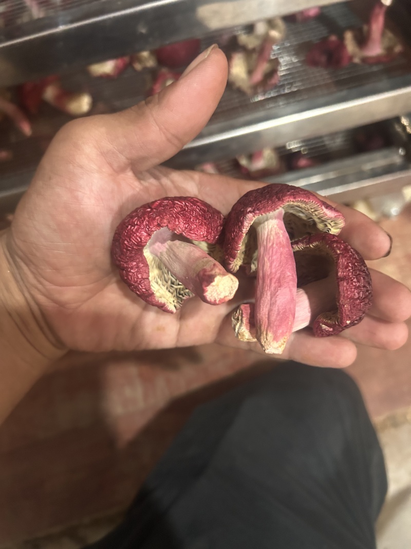 免洗红菇
