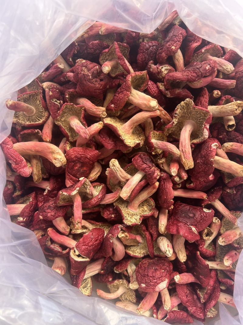 免洗红菇