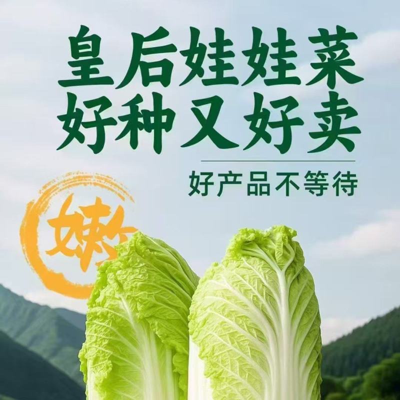 皇后娃娃菜种子小株型白菜种子黄心娃娃菜种子原装蔬菜种子