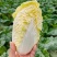 皇后娃娃菜种子小株型白菜种子黄心娃娃菜种子原装蔬菜种子