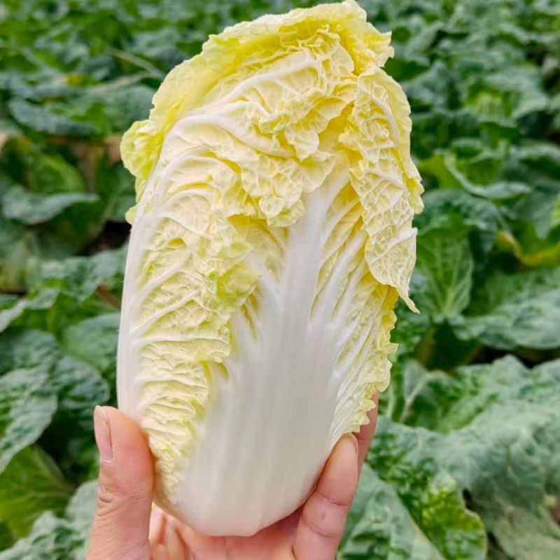 皇后娃娃菜种子小株型白菜种子黄心娃娃菜种子原装蔬菜种子