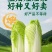 皇后娃娃菜种子小株型白菜种子黄心娃娃菜种子原装蔬菜种子
