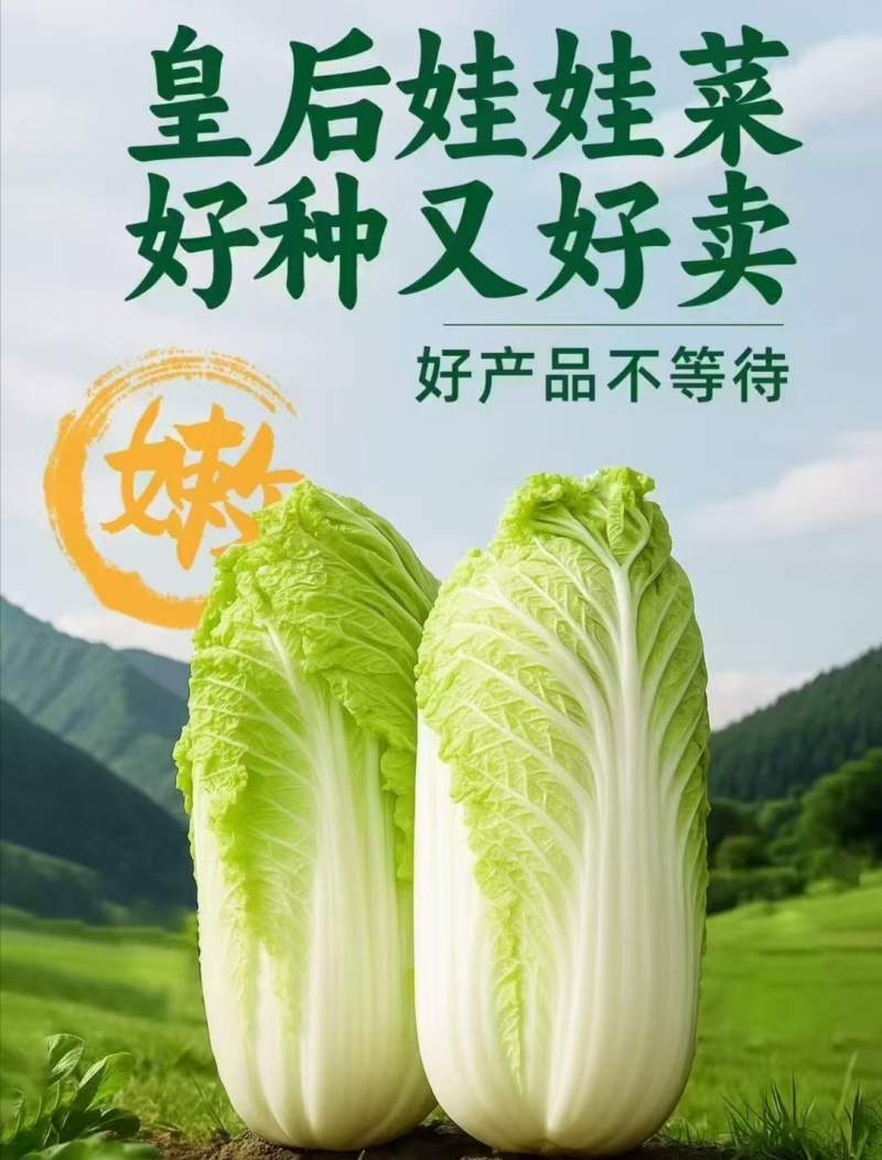 皇后娃娃菜种子小株型白菜种子黄心娃娃菜种子原装蔬菜种子