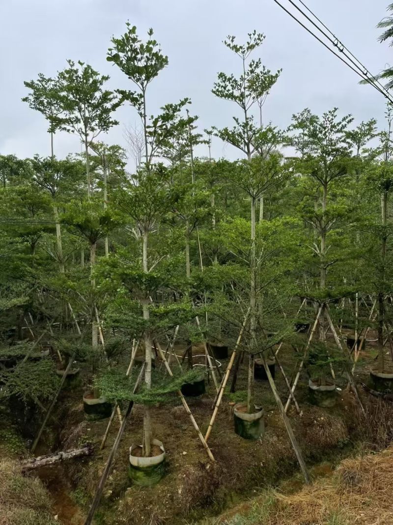 小叶榄仁10-12公分