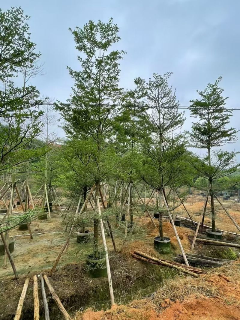 小叶榄仁10-12公分