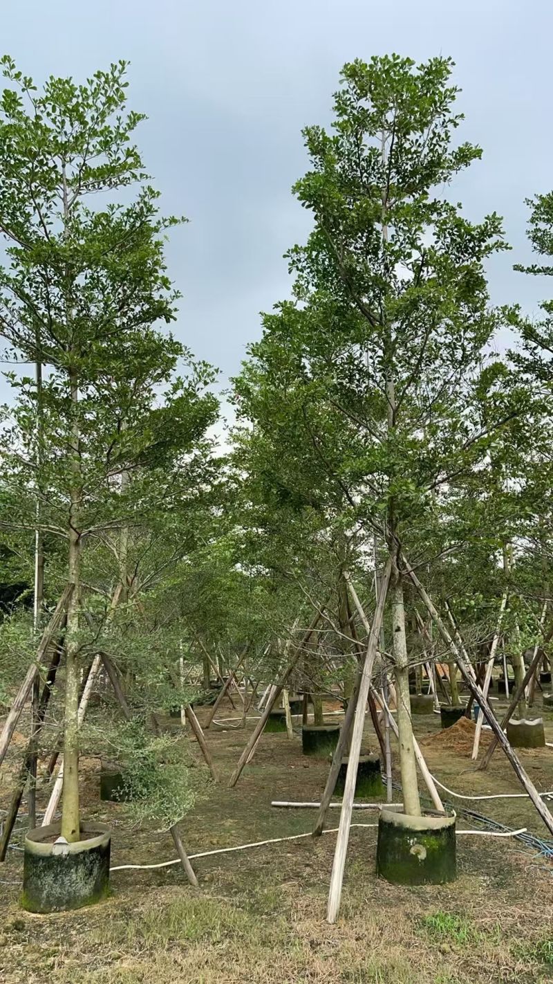 小叶榄仁10-12公分