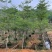 小叶榄仁10-12公分