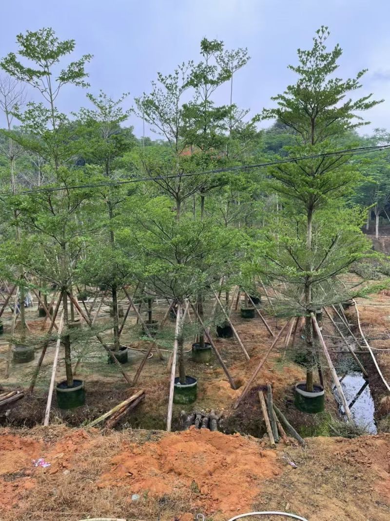 小叶榄仁10-12公分