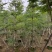 小叶榄仁10-12公分