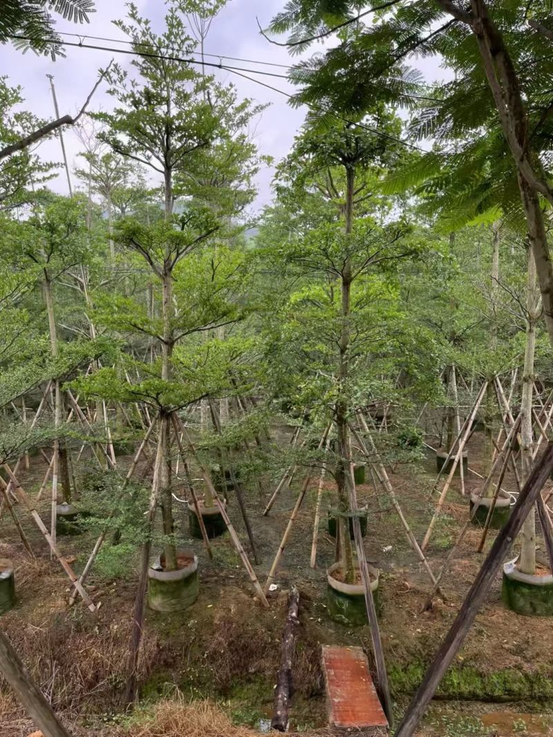 小叶榄仁10-12公分