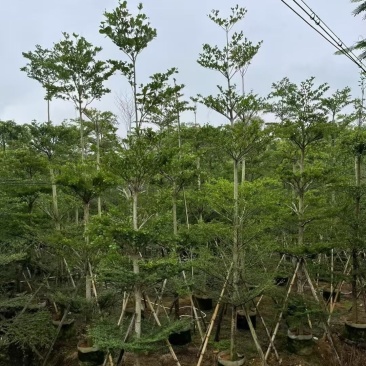 小叶榄仁10-12公分