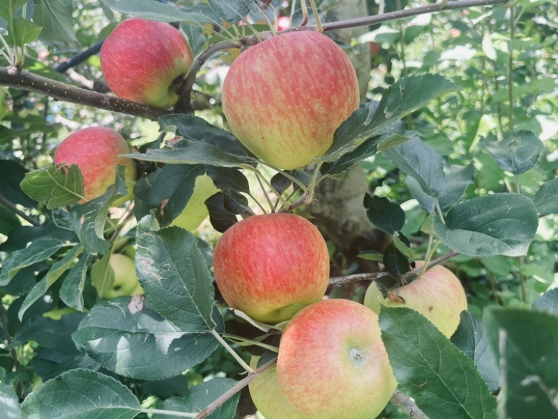 嘎拉苹果
