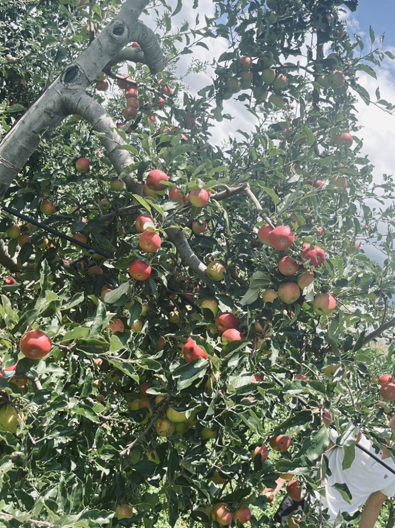 嘎拉苹果
