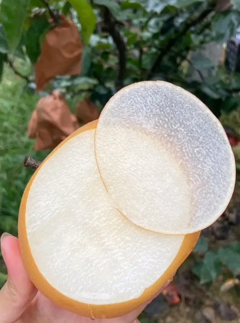 鲁丽苹果大量上市规格齐全，颜色鲜艳，现摘现发，货源充足