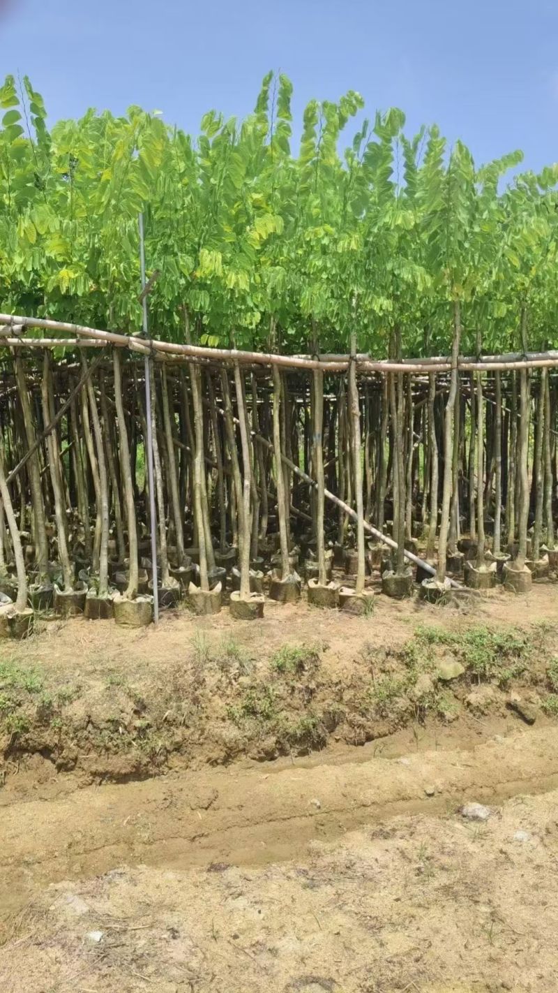 羊蹄甲3-5公分