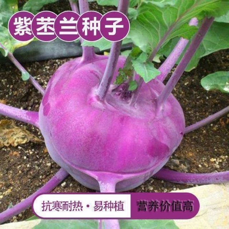 丕兰种子津川紫冠水果苤蓝菜种子紫苤兰种子天津苤蓝大头菜种