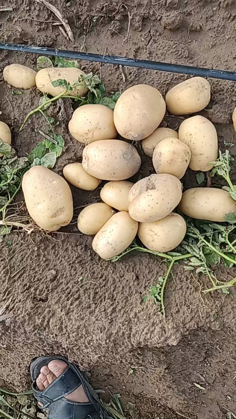 沃土大量上市