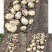 沃土大量上市