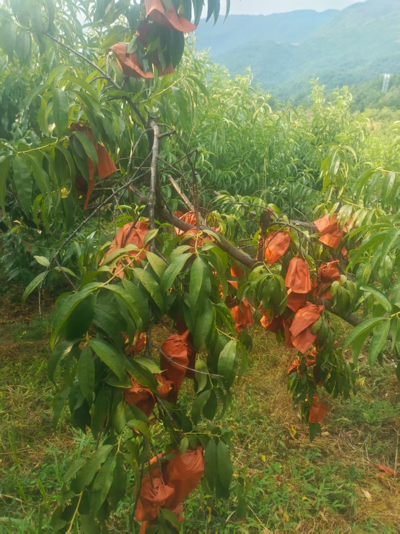 东江湖黄桃
