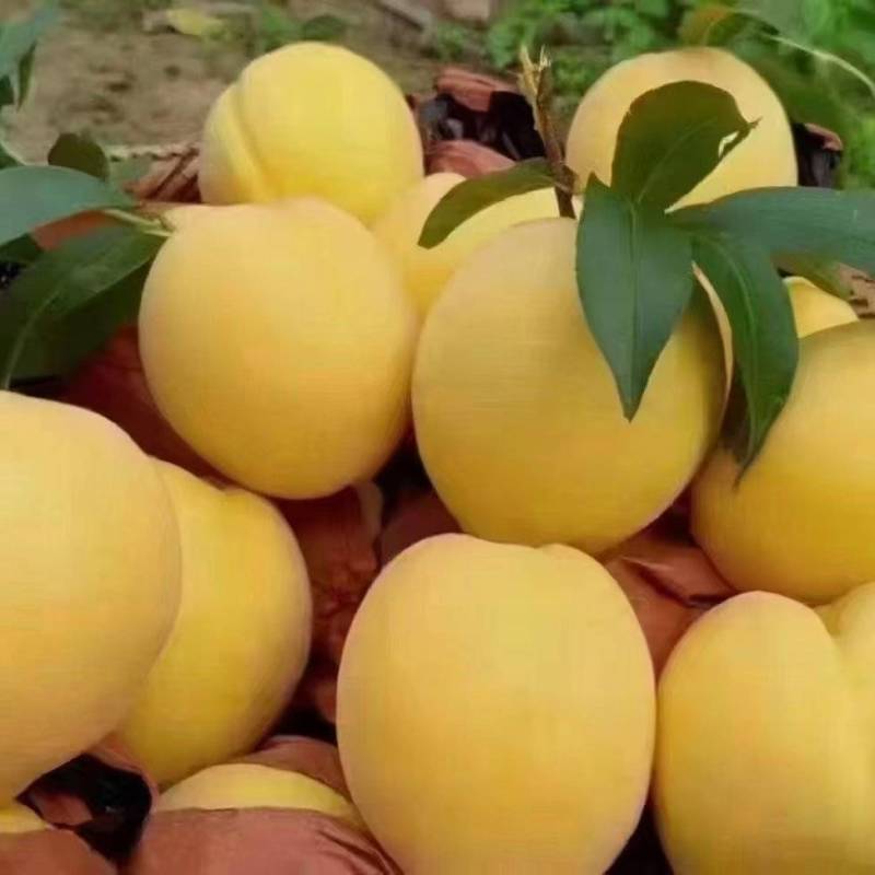 东江湖黄桃