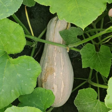 蜜本南瓜基地直供