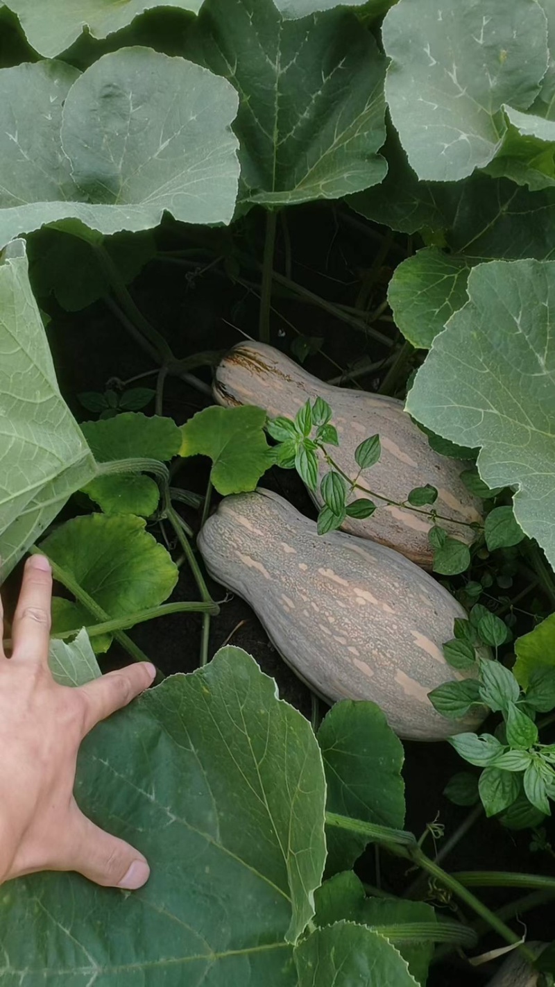 蜜本南瓜基地直供