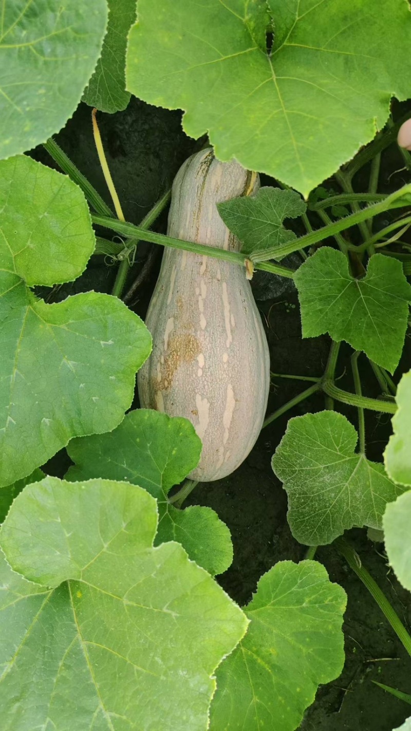 蜜本南瓜基地直供