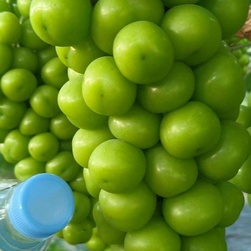 阳光玫瑰葡萄