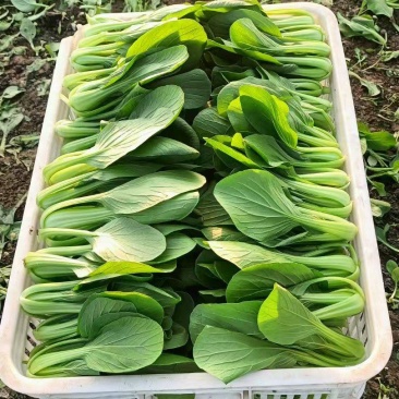 {牛商推荐}上海青大量上市，量大从优，欢迎来电