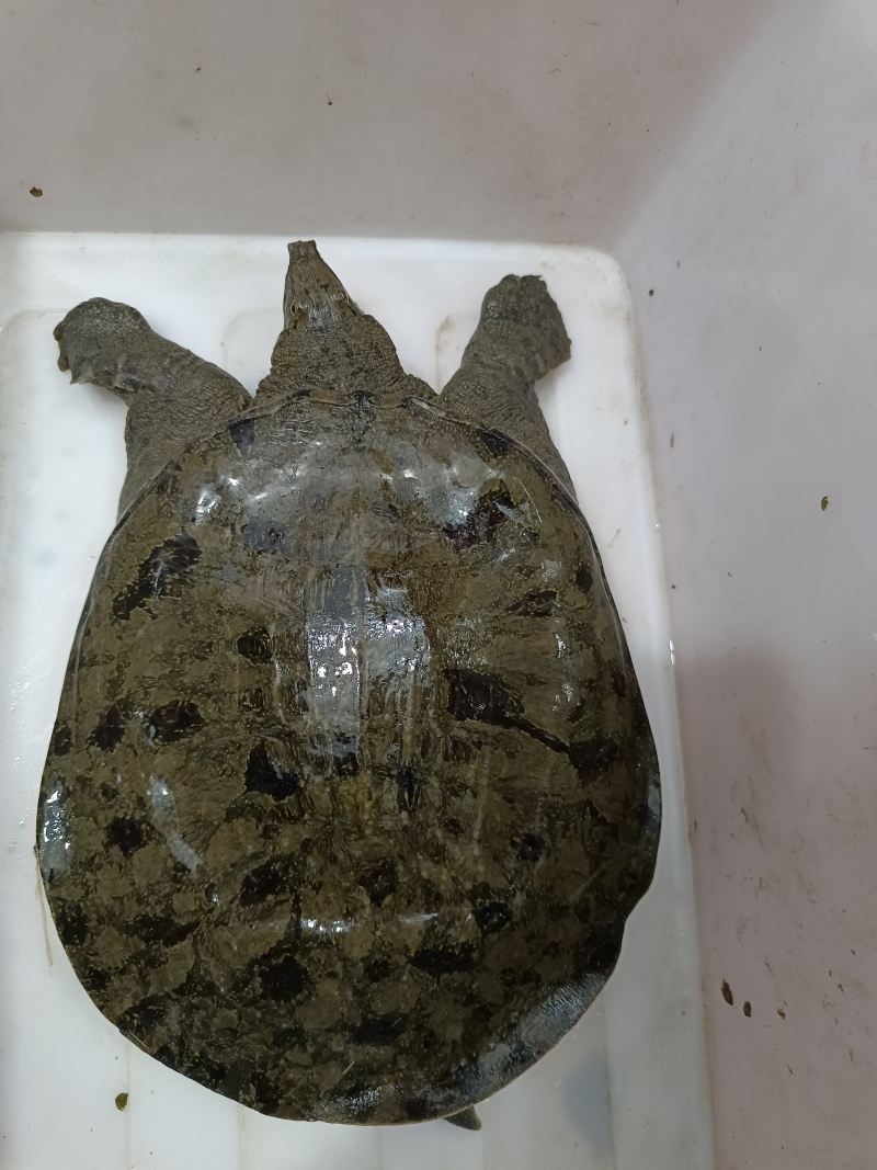 湖北纯生态甲鱼