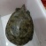 湖北纯生态甲鱼