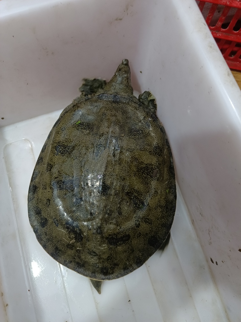 湖北纯生态甲鱼