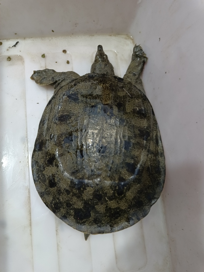 湖北纯生态甲鱼