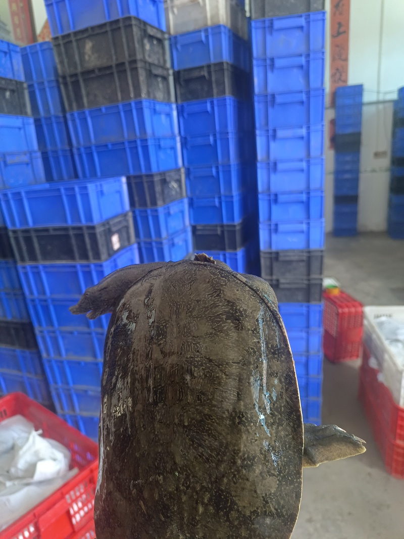 湖北纯生态甲鱼